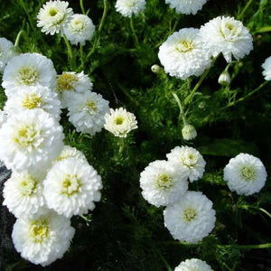 Fleurs de camomille romaine